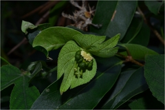 Dalechampia scandens var. velutina